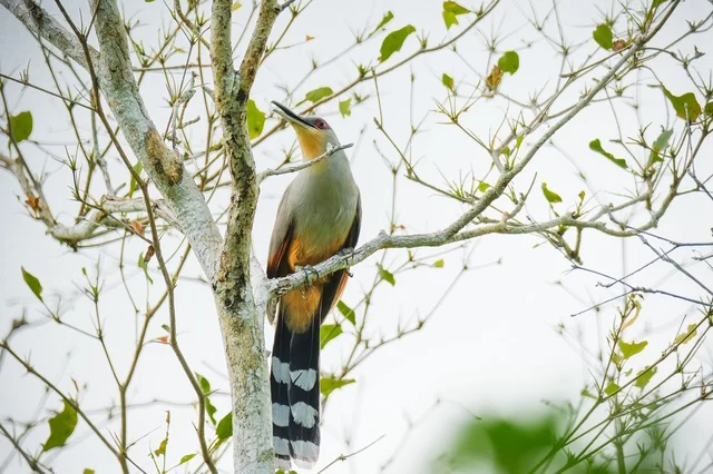 Pajaro-Bobo Pajaro-Bobo