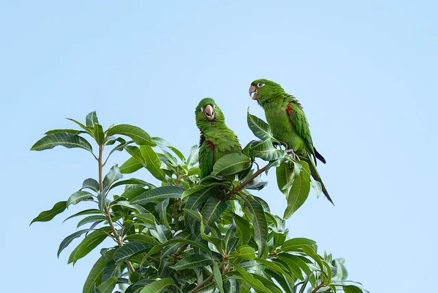 Pericos Pericos