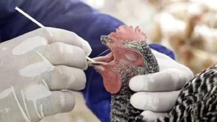 Alertan salto de enfermedades animales a nuevas especies y zonas