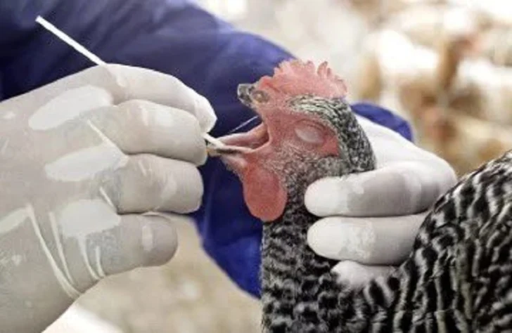 Alertan salto de enfermedades animales a nuevas especies y zonas