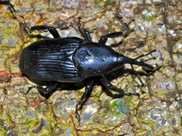  Rhynchophorus palmarum (catarrón).