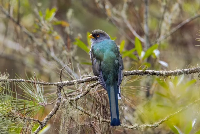 Trogon_ Trogon_
