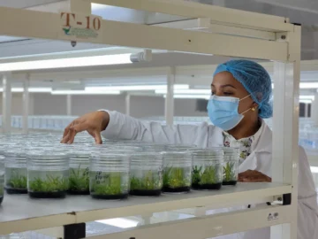 RD produce un millón 500 mil plantas in vitro 