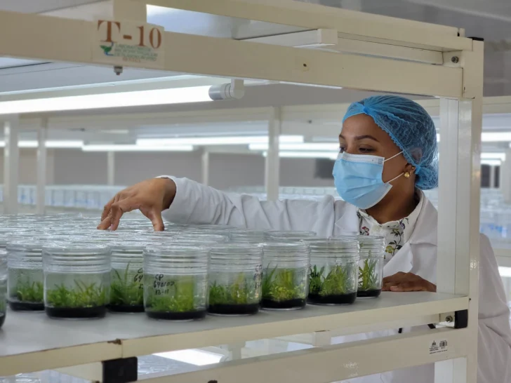 RD produce un millón 500 mil plantas in vitro 