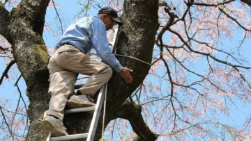 El jardinero de 97 años que se encarga de proteger los árboles más hermosos y emblemáticos de Japón