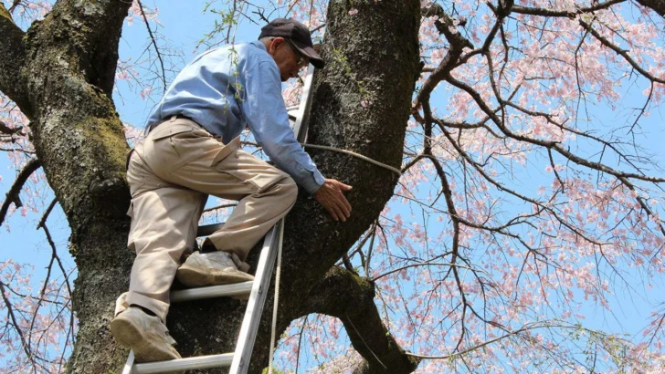 El jardinero de 97 años que se encarga de proteger los árboles más hermosos y emblemáticos de Japón