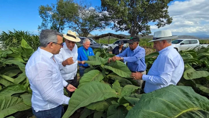 República Dominicana registra 29 zonas tabacaleras distribuidas en 15 provincias