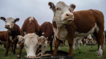 La multimillonaria estafa de las 'vacas virtuales' que sacude a Uruguay, uno de los países más ganaderos del mundo