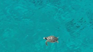 Fundación Eco-Bahia protege 1,758 crías de tortugas marinas en RD
