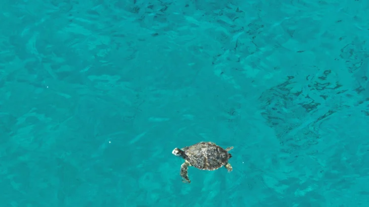 Fundación Eco-Bahia protege 1,758 crías de tortugas marinas en RD