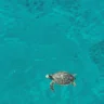 Fundación Eco-Bahia protege 1,758 crías de tortugas marinas en RD