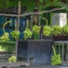 Los habitantes de Barahona sobreviven financieramente a base de agricultura, remesas y zonas francas