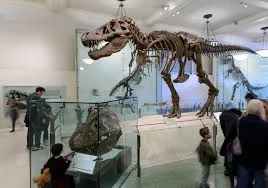  Museo Natural de Nueva York.