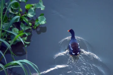  El río Yaque del Norte.