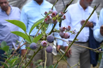 Agricultura inicia siembra de nuevos frutales