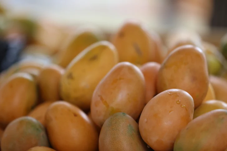 Concluye la Expo Mango 2025 en Baní