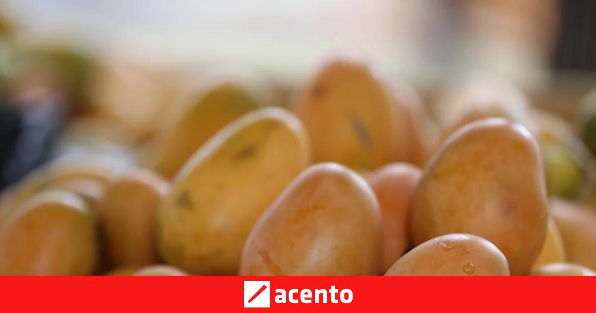Agricultura admite fallas en control fitosanitario del mango tras restricciones de EE. UU.