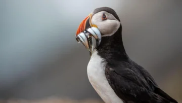 La pequeña isla que se convirtió en un raro éxito en la conservación de aves vulnerables a la extinción