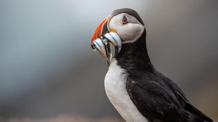 La pequeña isla que se convirtió en un raro éxito en la conservación de aves vulnerables a la extinción