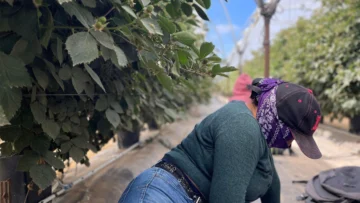 '¿Es usted de la Migra?': el temor de los migrantes que se esconden de las redadas en Oxnard, la 'capital mundial de la fresa' en California