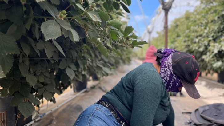 '¿Es usted de la Migra?': el temor de los migrantes que se esconden de las redadas en Oxnard, la 'capital mundial de la fresa' en California