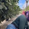 El temor de los migrantes que se esconden de las redadas en Oxnard, la "capital mundial de la fresa" en California
