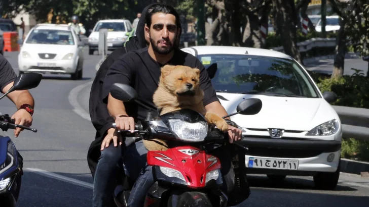 Por qué en Irán sacar a pasear tu perro te puede llevar a la cárcel