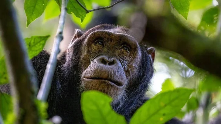 Cómo los chimpancés y otros animales se curan a sí mismos (y qué podemos aprender de ellos)
