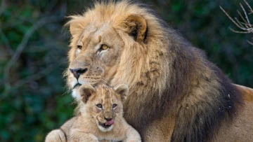 ¿Qué es 'ser un buen padre', biológicamente hablando?