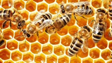Los secretos químicos de la miel que la hacen perdurable y resistente a las bacterias