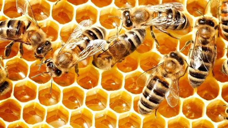 Los secretos químicos de la miel que la hacen perdurable y resistente a las bacterias