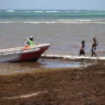 La lucha sin tregua de República Dominicana para limpiar de sargazo sus famosas playas