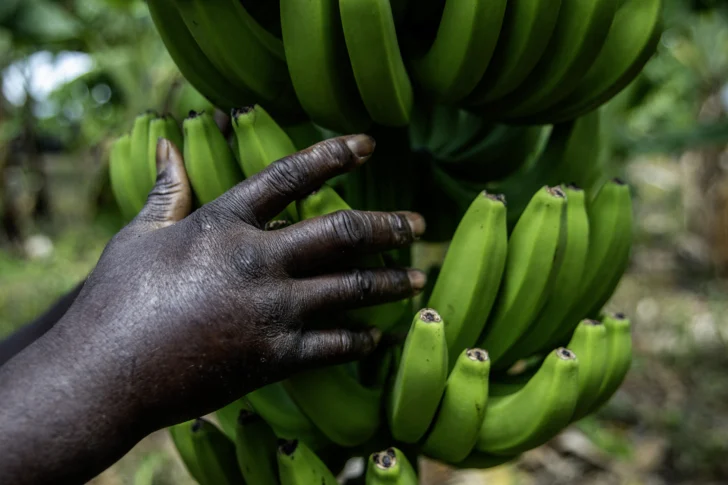 AFP__20250704__63RW9CQ__v1__HighRes__DominicanRepHaitiMigrationAgriculture-728x485