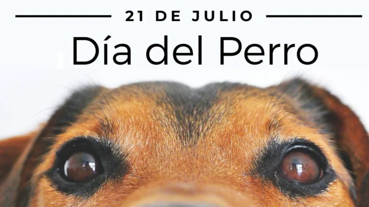 Apresan al acusado de causar muerte de perro tras lanzarlo del piso 11 de una torre