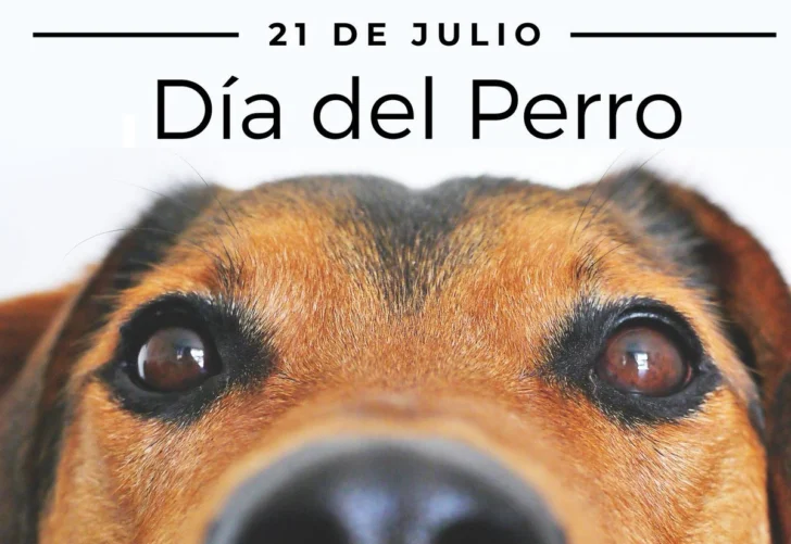 Apresan al acusado de causar muerte de perro tras lanzarlo del piso 11 de una torre