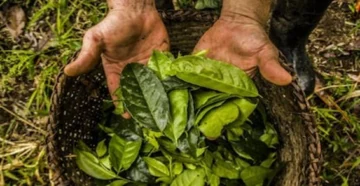  Hojas de guayusa, planta originaria de la Amazonía consumida hace más de miles años por sus propiedades energéticas, antioxidantes y antiinflamatorias.