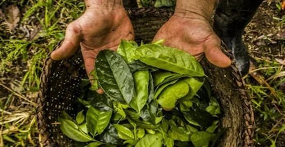  Hojas de guayusa, planta originaria de la Amazonía consumida hace más de miles años por sus propiedades energéticas, antioxidantes y antiinflamatorias.