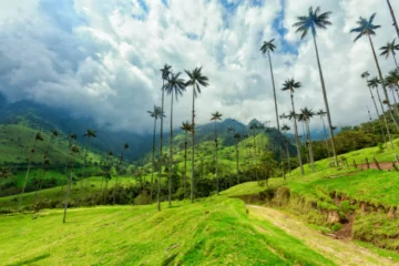  Pasto verde en Valle Cocora, cerca de Salento, Colombia.