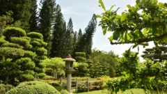 Detrás del Jardín Botánico; el problema ambiental latinoamericano y del Caribe