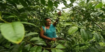  Jefa de una comunidad indígena en plantación de yaguaza en la amazonia ecuatoriana.