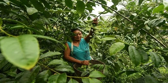  Jefa de una comunidad indígena en plantación de yaguaza en la amazonia ecuatoriana.