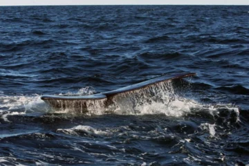 Lo que revelan las heces de las ballenas sobre el calentamiento