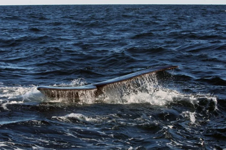 Lo que revelan las heces de las ballenas sobre el calentamiento