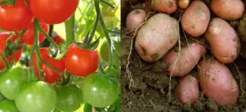 Estudio científico revela que la papa es hija del tomate