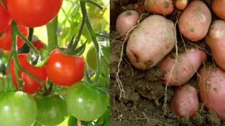 Estudio científico revela que la papa es hija del tomate