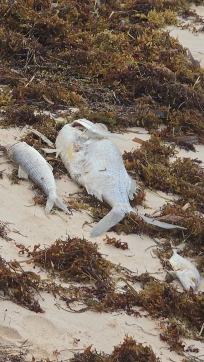 Reportan inexplicable mortandad de peces en playas de Bávaro Reportan inexplicable mortandad de peces en playas de Bávaro
