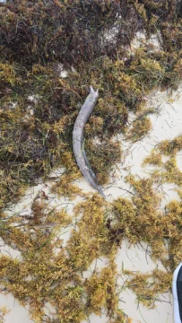 Reportan inexplicable mortandad de peces en playas de Bávaro