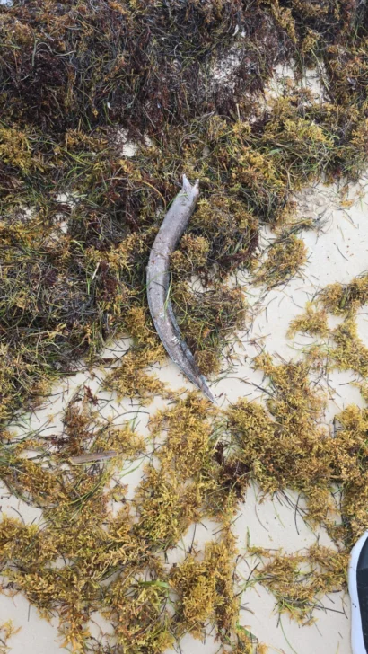 Reportan inexplicable mortandad de peces en playas de Bávaro Reportan inexplicable mortandad de peces en playas de Bávaro