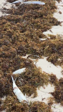 Reportan inexplicable mortandad de peces en playas de Bávaro
