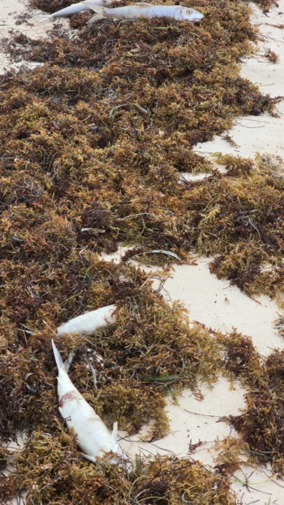 Reportan inexplicable mortandad de peces en playas de Bávaro Reportan inexplicable mortandad de peces en playas de Bávaro